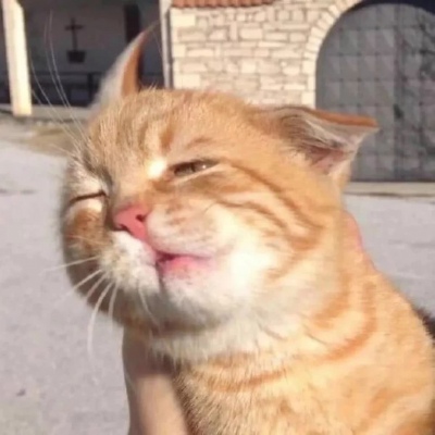猫沙雕头像搞笑图片