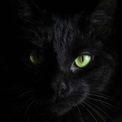 高贵的黑色猫咪头像图片