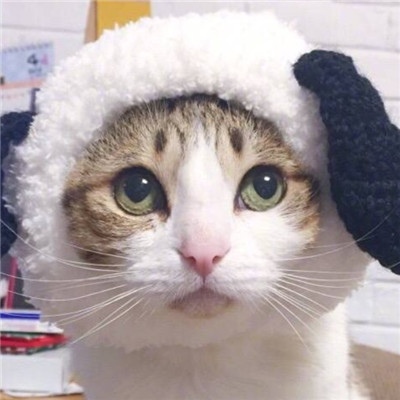 可爱小猫头像戴帽子图片