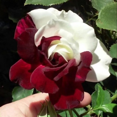 奥西利亚红白玫瑰