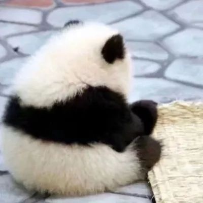 沙雕熊猫闺蜜头像图片