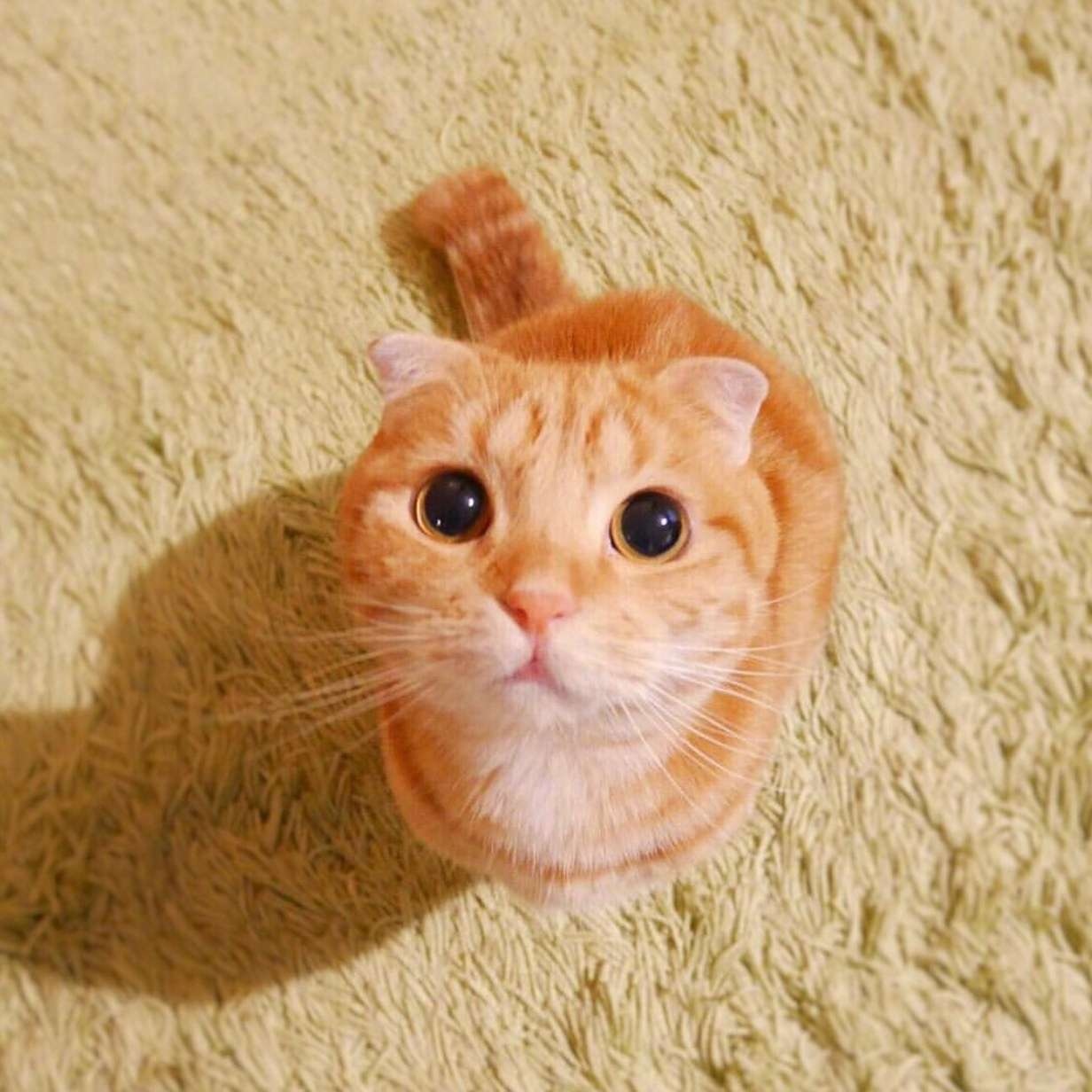 橘猫头像图片大全可爱图片