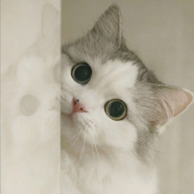 女生微信头像可爱小猫图片