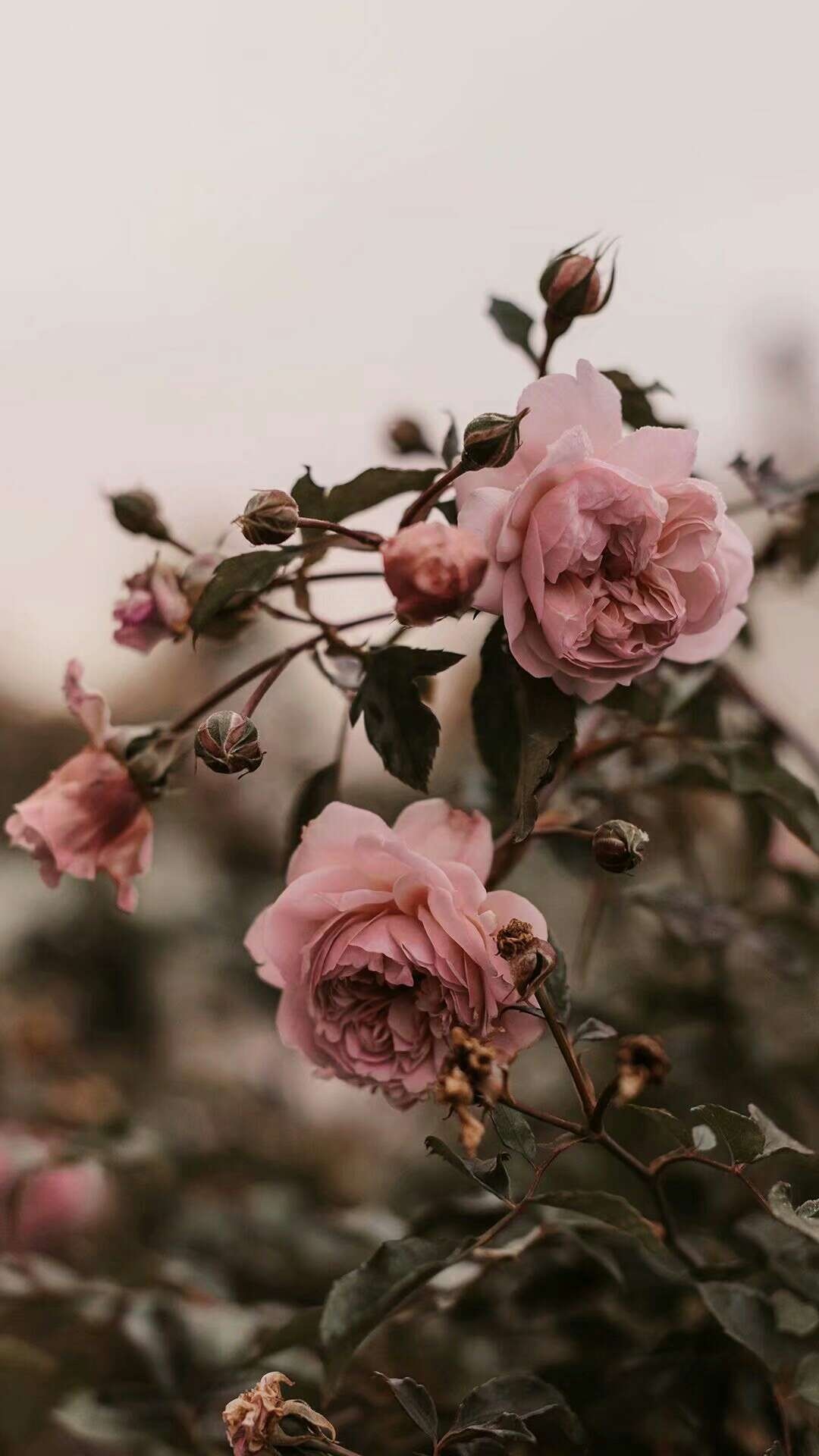 蔷薇 风景静物手机壁纸 我要个性网