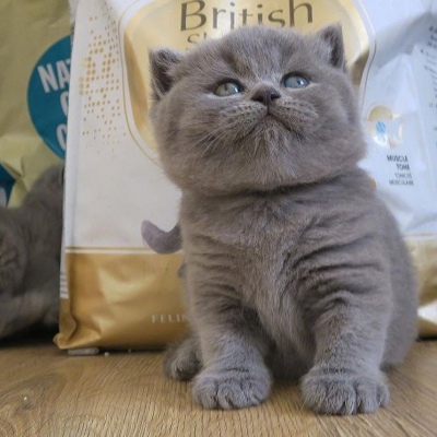 英短蓝猫头像高清图片