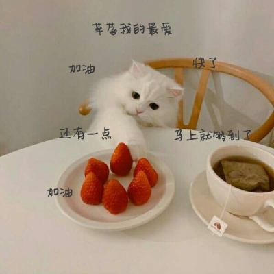 小猫咪爱上草莓