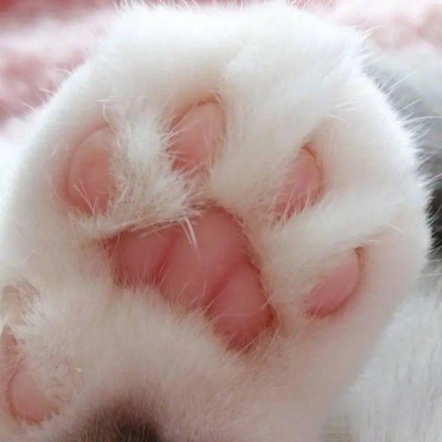 猫爪头像 微信图片