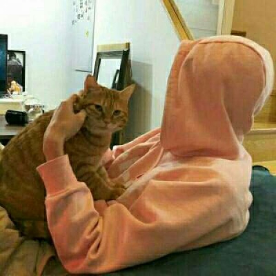 陈情猫控男生个性头像个性帅气