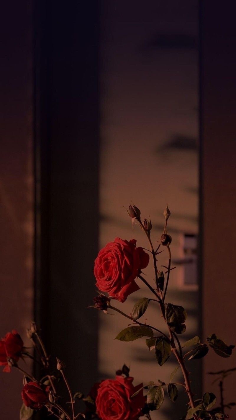 黄昏下的玫瑰图片