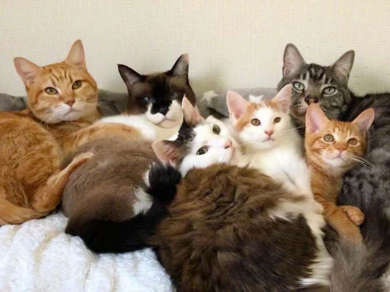 猫科动物全家福图片