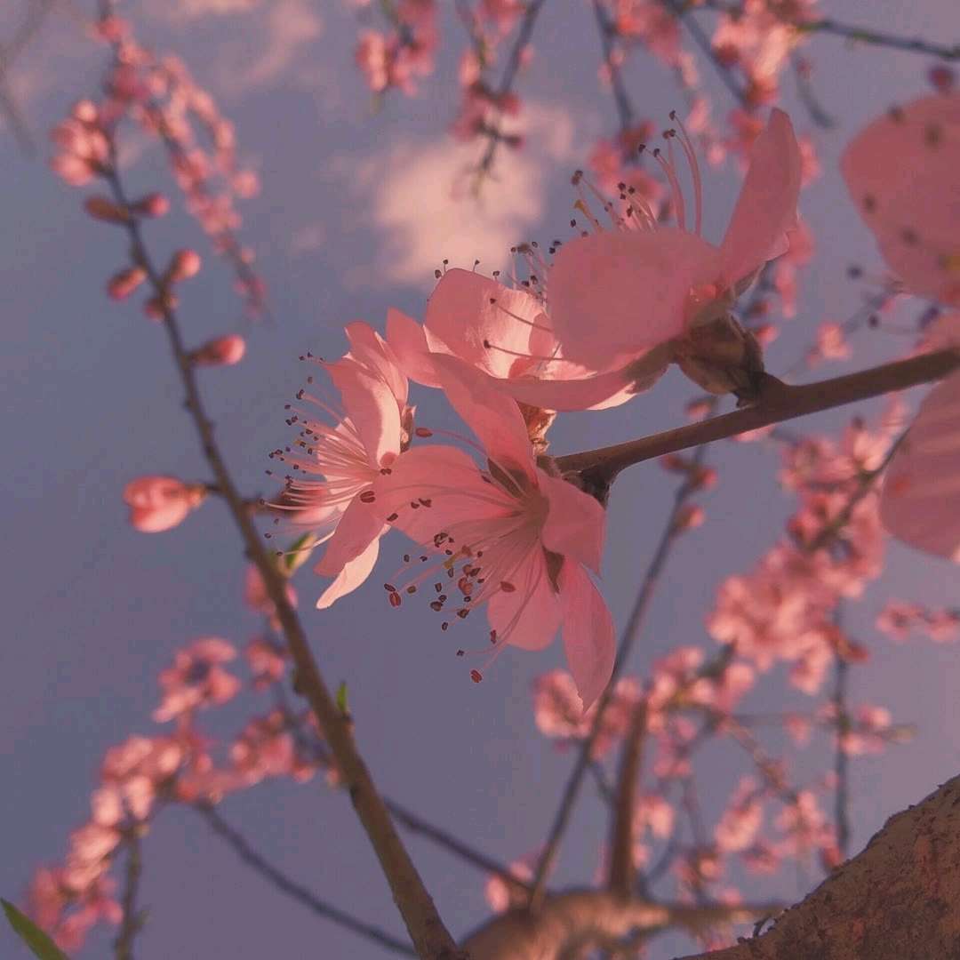 春天盛开的樱花高清图片下载-正版图片501201697-摄图网