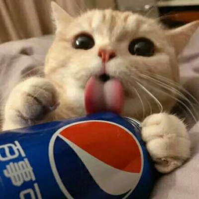 可爱小猫咪抱饮料图片图片