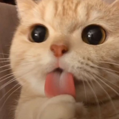 萌猫 可爱微信图片