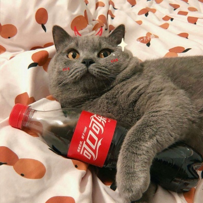 猫咪拿着可乐的图片图片