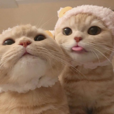 微信猫咪情侣头像图片