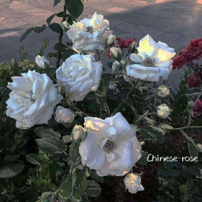 小泽:INS风图片/白玫瑰