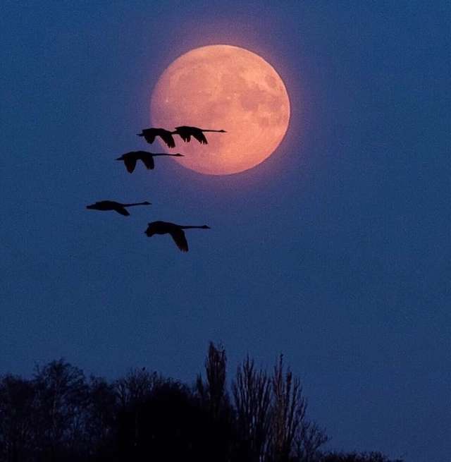 月亮会代替我向你说晚安!