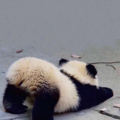 沙雕熊猫头像图片可爱图片