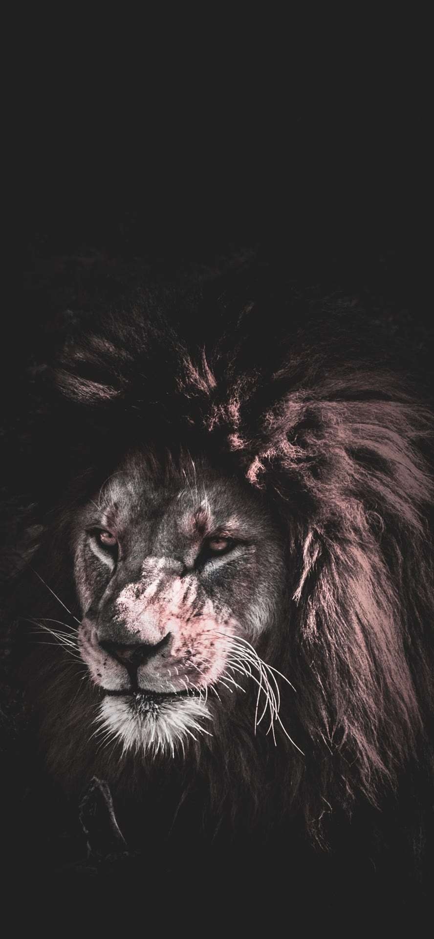 个性狮子的手机屏保图片
