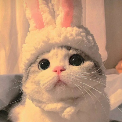 可爱奶猫头像