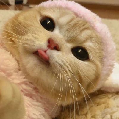 可爱奶猫头像