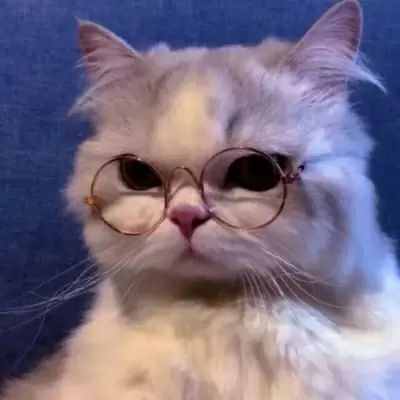 超可爱猫咪系列头像 微信头像 我要个性网 超可爱猫咪系列头像 微信头像 我要个性网