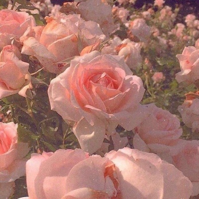 玫瑰花头像 风景图片