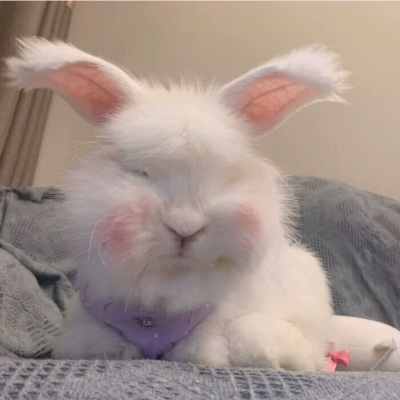 兔兔头像