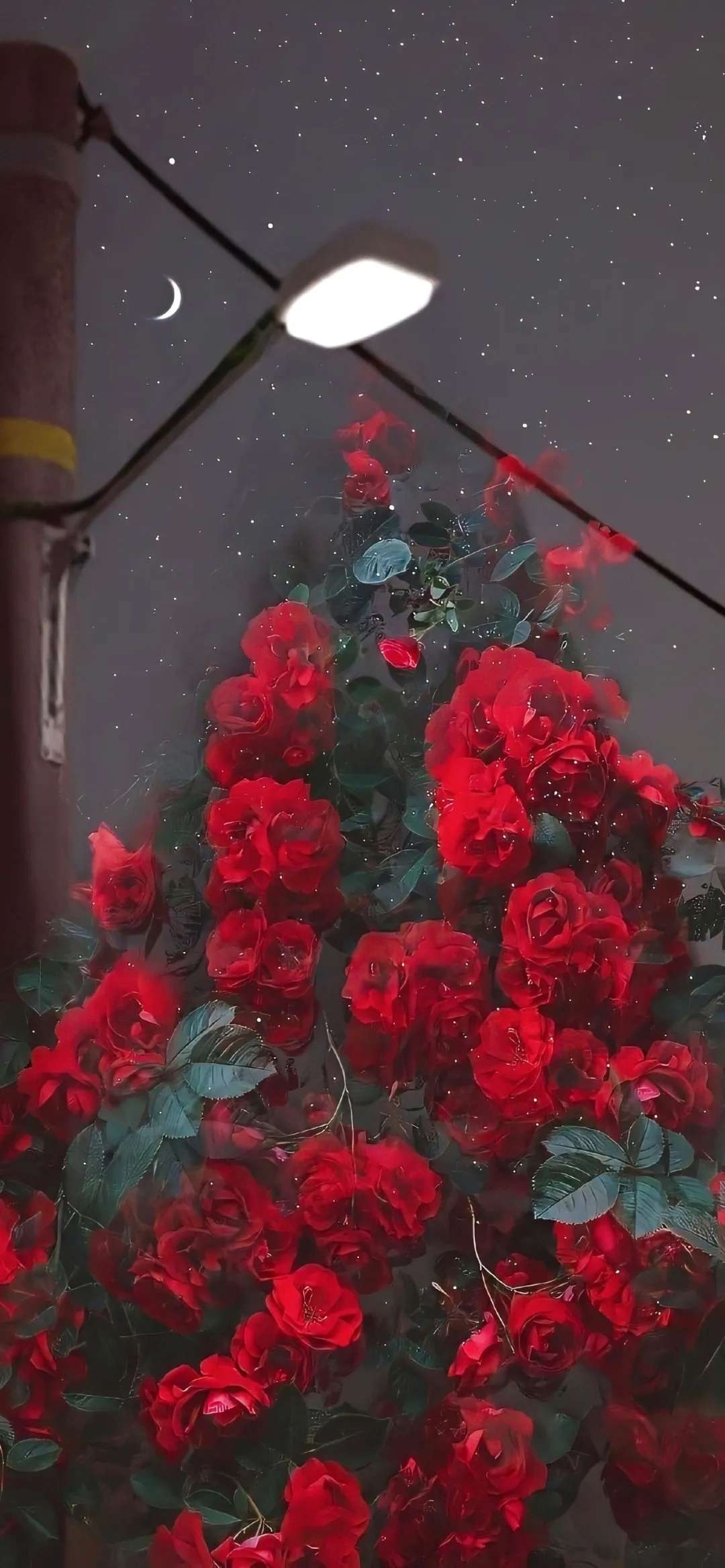红色路灯月光下的玫瑰花全屏壁纸