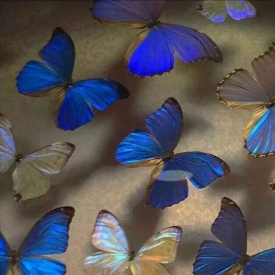 蓝色背景图ins蝴蝶图片