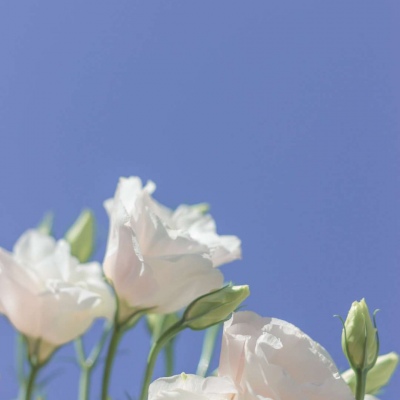 花朵微信背景图片