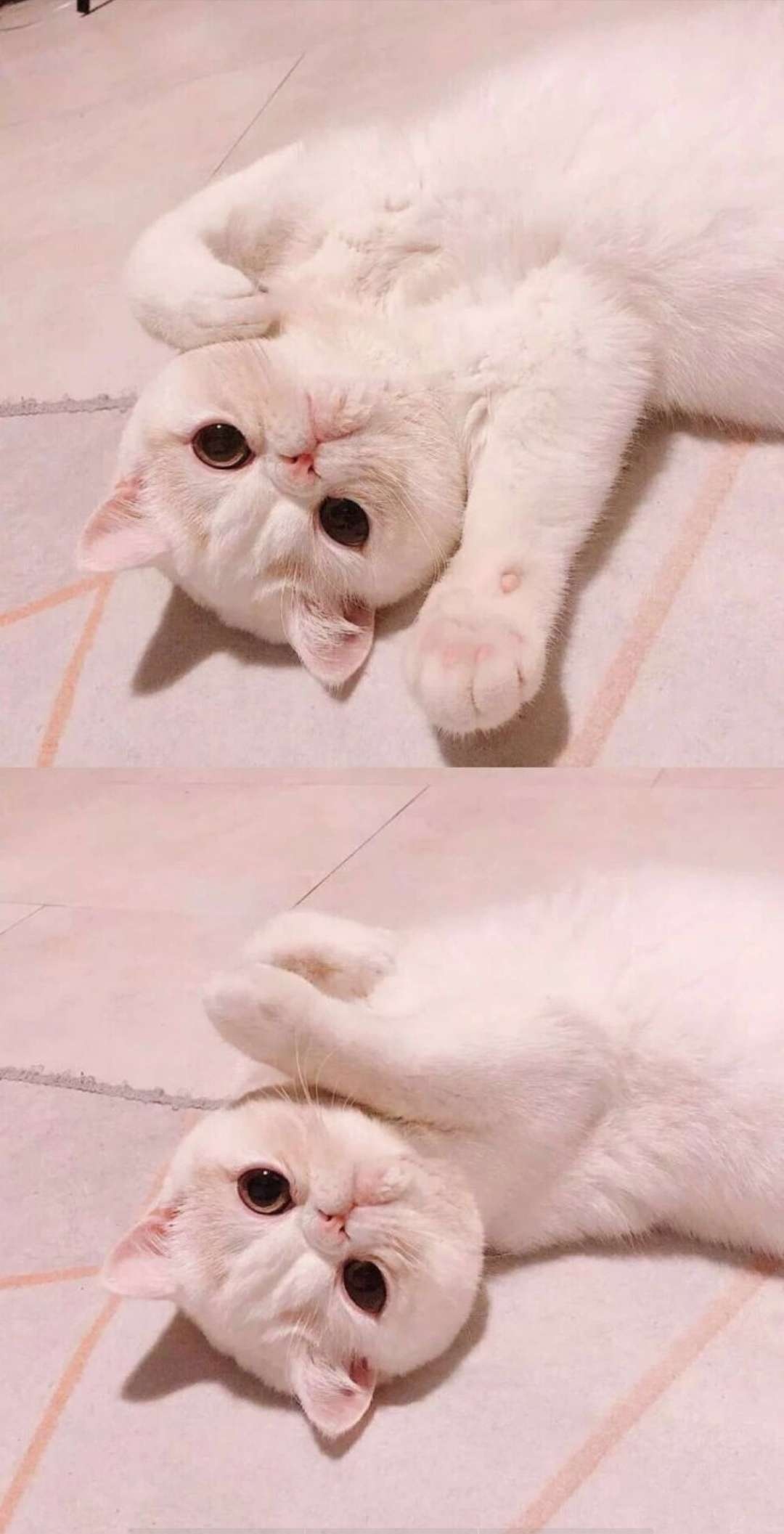 苏沫 可爱萌系猫咪文艺范清新拼_手机壁纸_唯美其他手机壁纸_我要个性