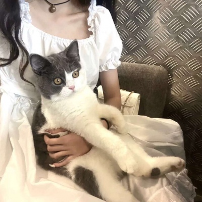 抱着布偶猫的女生头像图片