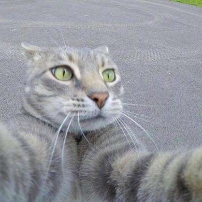 猫咪自拍的头像高清图片