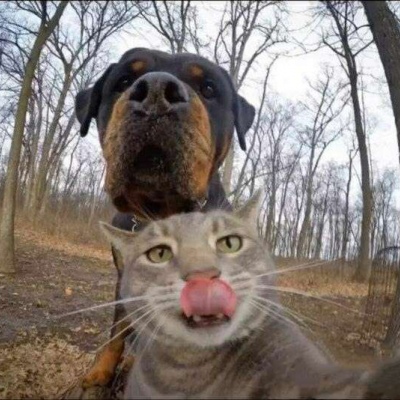 狗子和猫的自拍合照图片