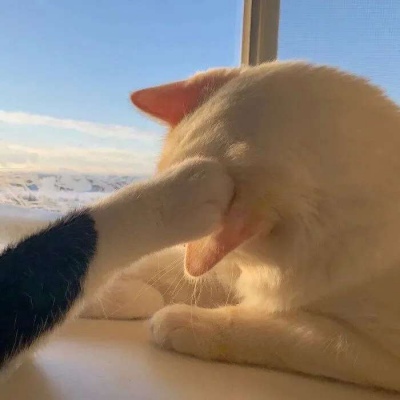 酷酷的猫猫头像情侣图片