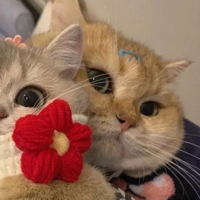 微信猫咪情侣头像图片