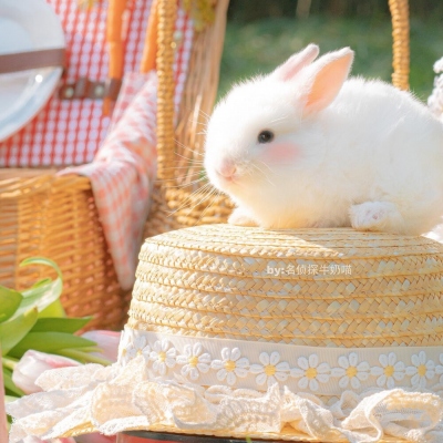 ❤超级可爱小兔子❤