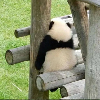 超可爱的熊猫头像