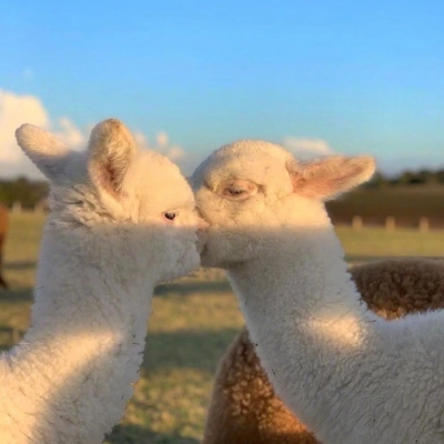 羊驼头像情侣图片