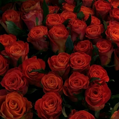 送你玫瑰花，是因为玫瑰花的花语是我爱你每一天