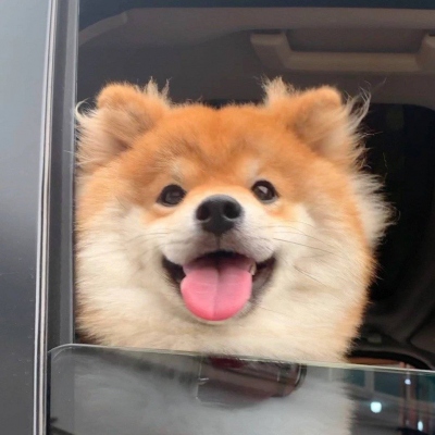 狗子微笑头像图片