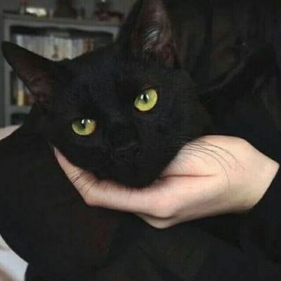 猫咪头像黑色高冷图片
