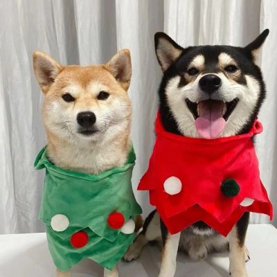 日本柴犬情侣头像图片图片