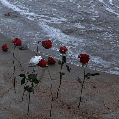 可玫瑰不会随着海去.