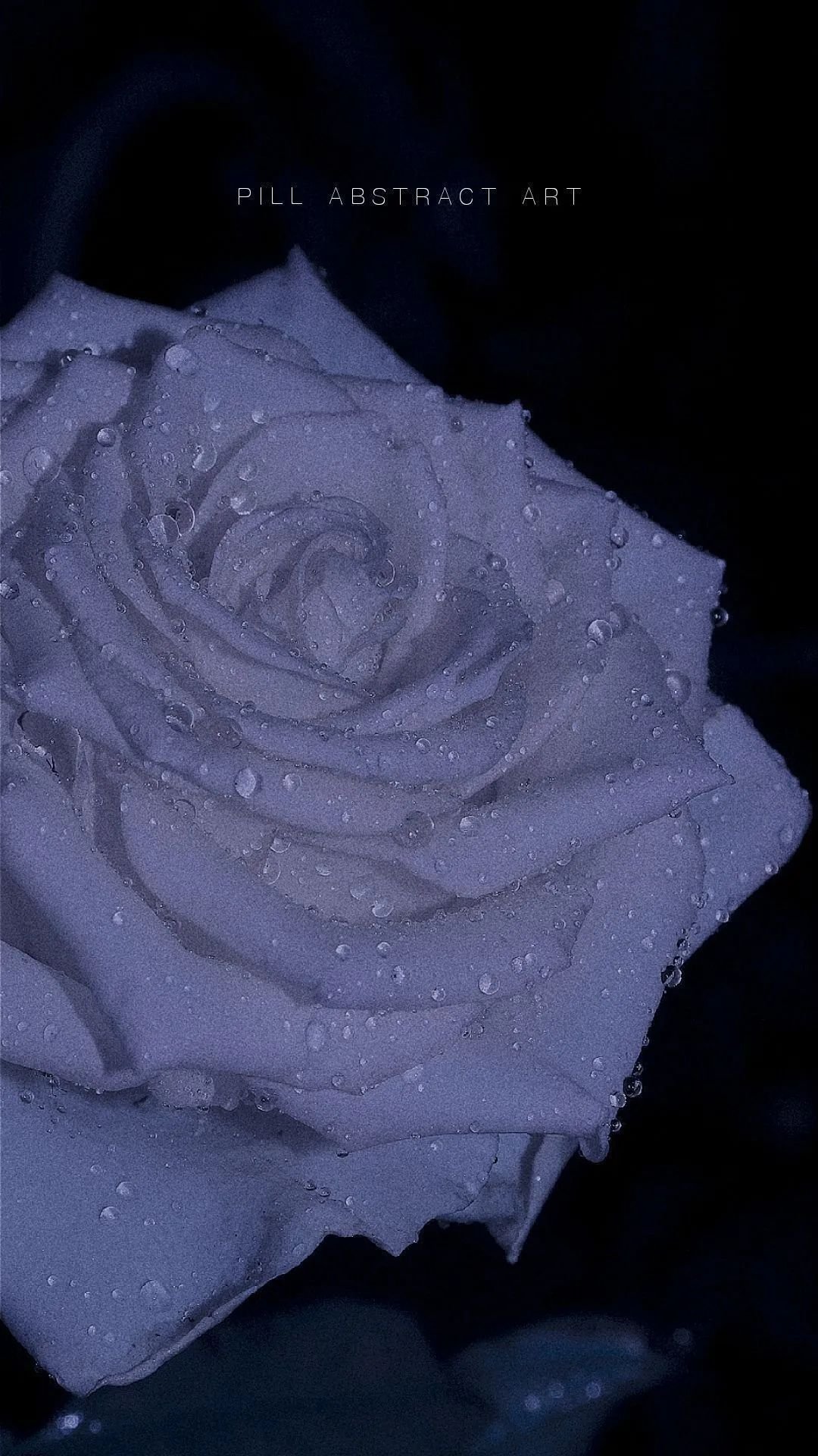 白玫瑰花图片唯美意境图片