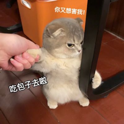 抖音蒜头小猫图片图片