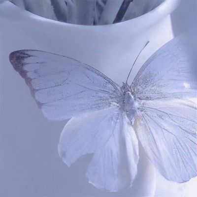 蝴蝶头像图片唯美高清图片