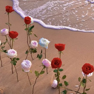 玫瑰与海（1）