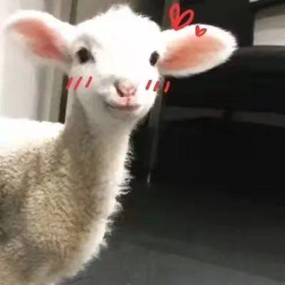 可爱羊羊